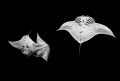   Mantas twirl convey plankton their mouth. Almost like dance. Nikon D800E 1735mm no strobo mouth dance 17/35mm 17 35mm  